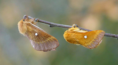 Eriogaster catax